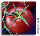 tomato tomato