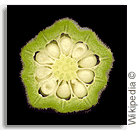 okra okra